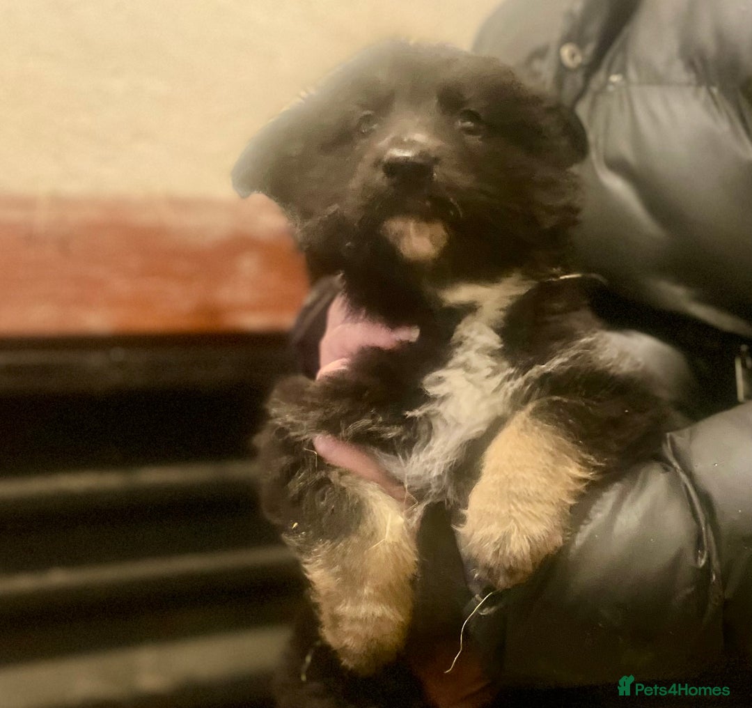 Shepsky dogs for sale: German Shepherd cross Husky Puppies  - Advert 3