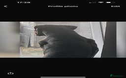 Cane Corso dogs for sale: Champion bloodline cane corso puppys - Image 2