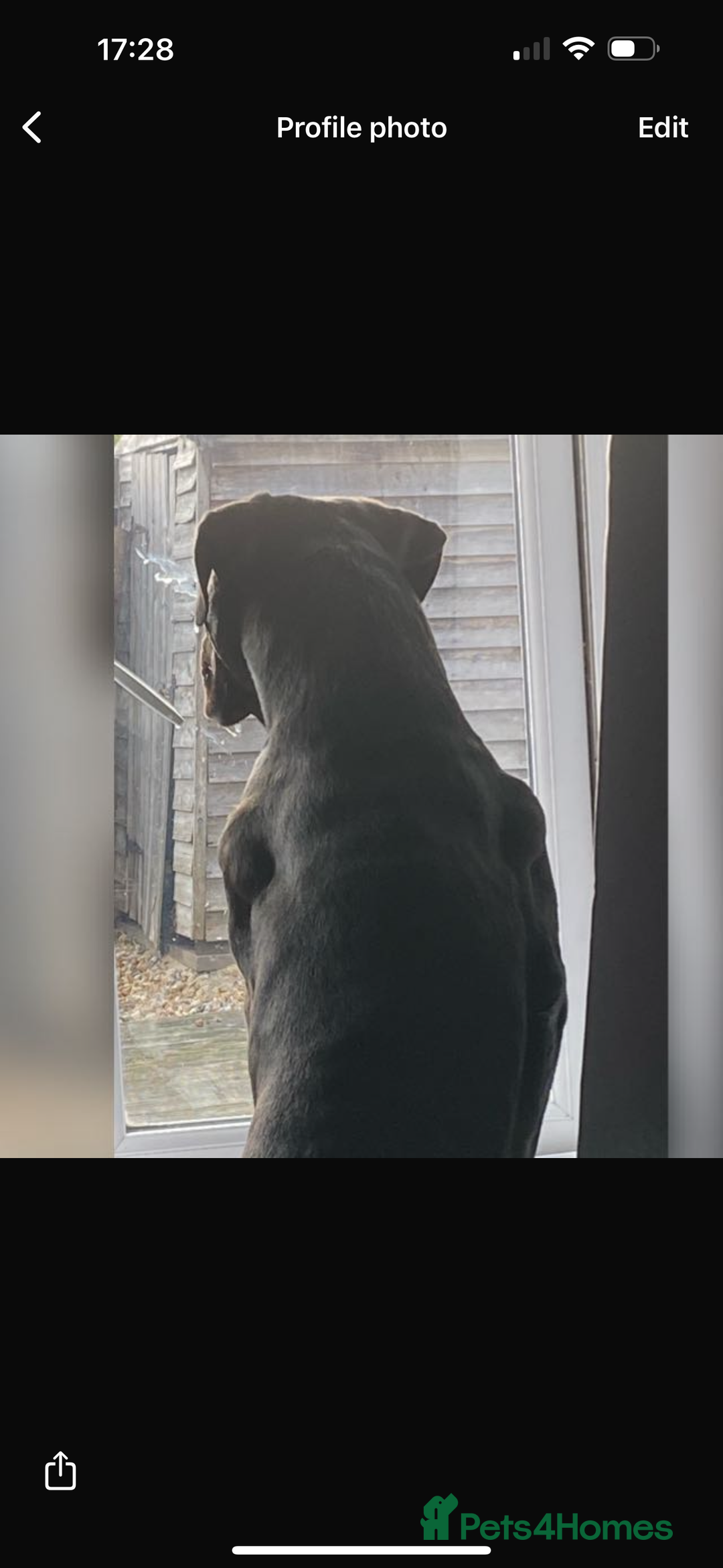 Cane Corso dogs for sale: Champion bloodline cane corso puppys - Image 2