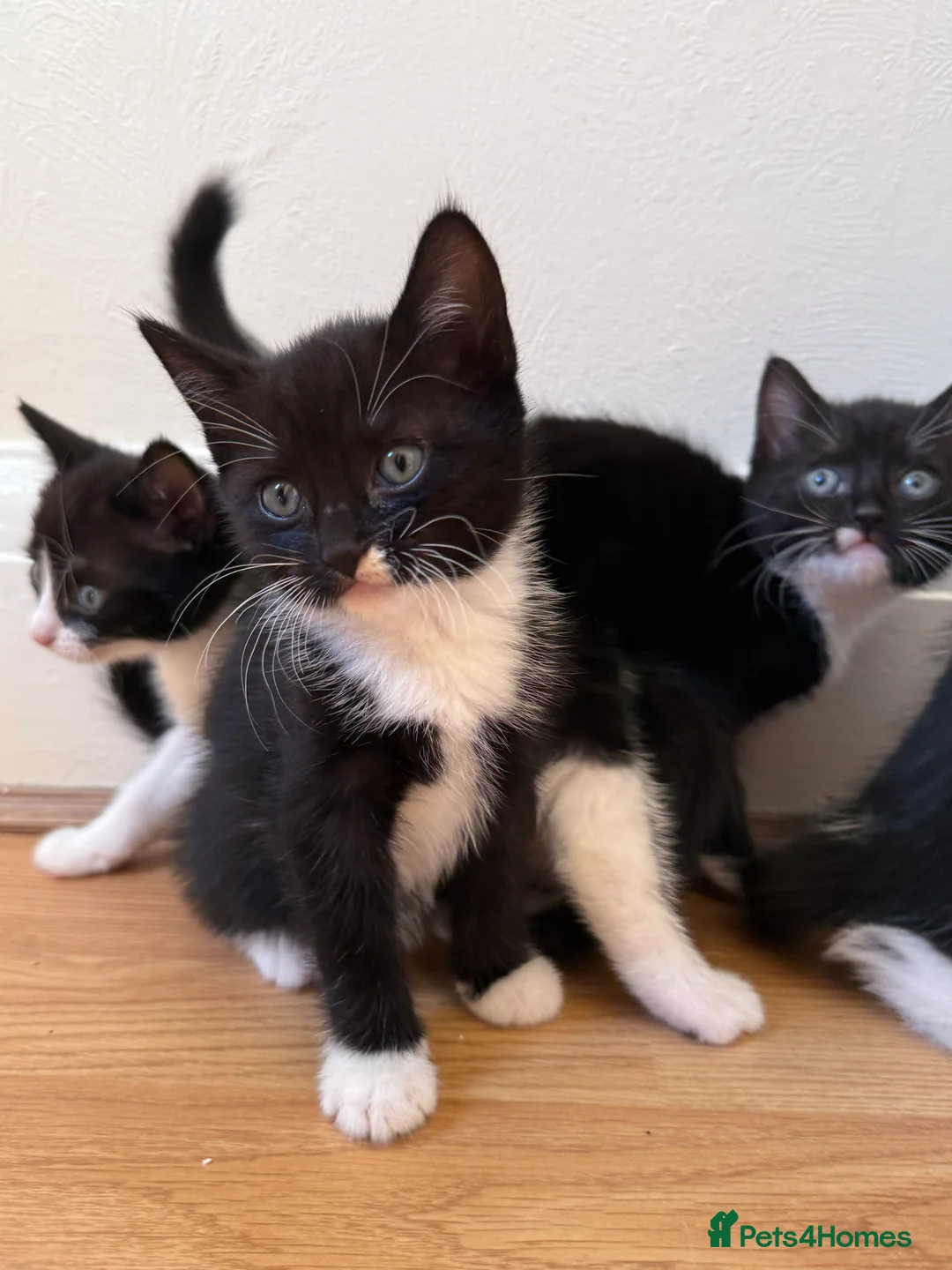 Mixed Breed cats for sale: Playful kittens - Advert 1