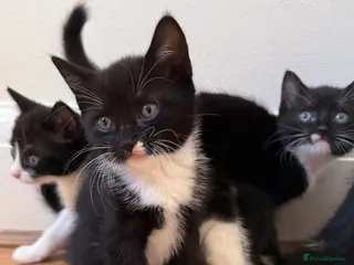 Mixed Breed cats Playful kittens - Advert 1