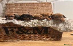 Miniature Dachshund dogs for sale: Litter of 5 Beautiful Dachshund Pups *2 LEFT - Image 3