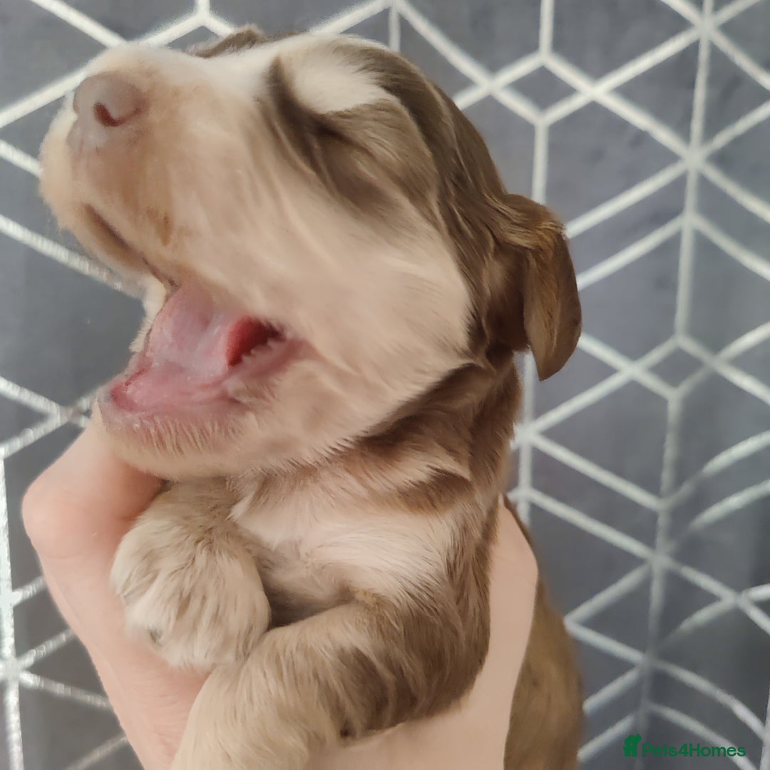 Cocker Spaniel dogs for sale: Show Type Cocker Spaniels Health Tested Parents  - Image 8