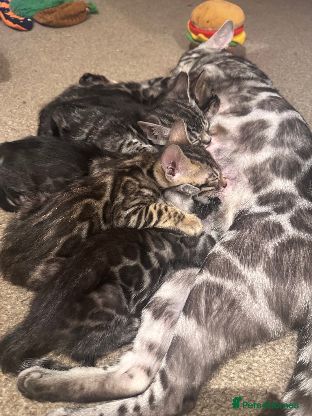 Bengal cats for sale: Breed quality silver bengal kittens 🐆💎🤍🩶🖤 - Image 40