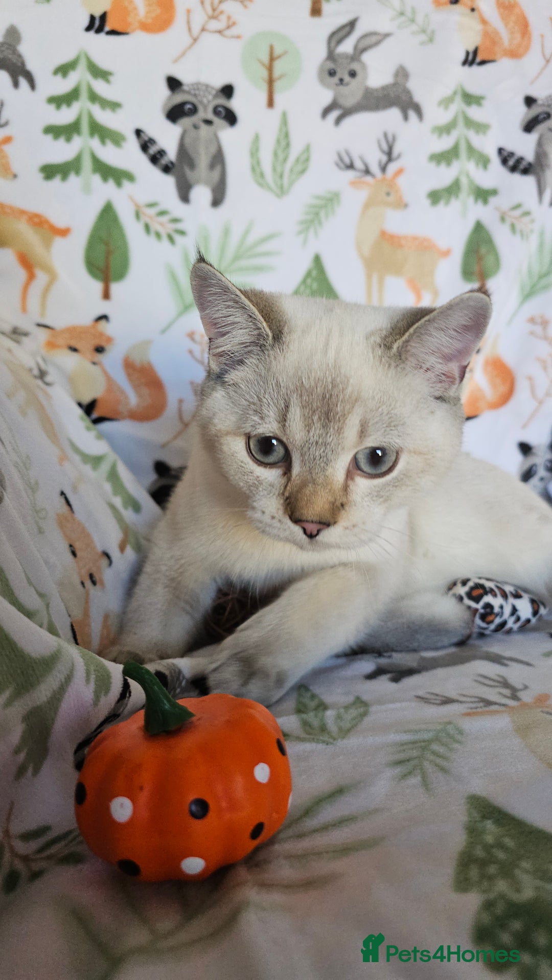 Scottish Fold cats for sale: 😸 Scottish Fold pedigree kittens😸 - Advert 28