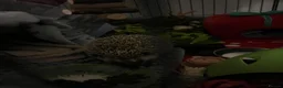 Pygmy Hedgehog rodents for sale: Sonic the african pygmy hedgehog  - Advert 6
