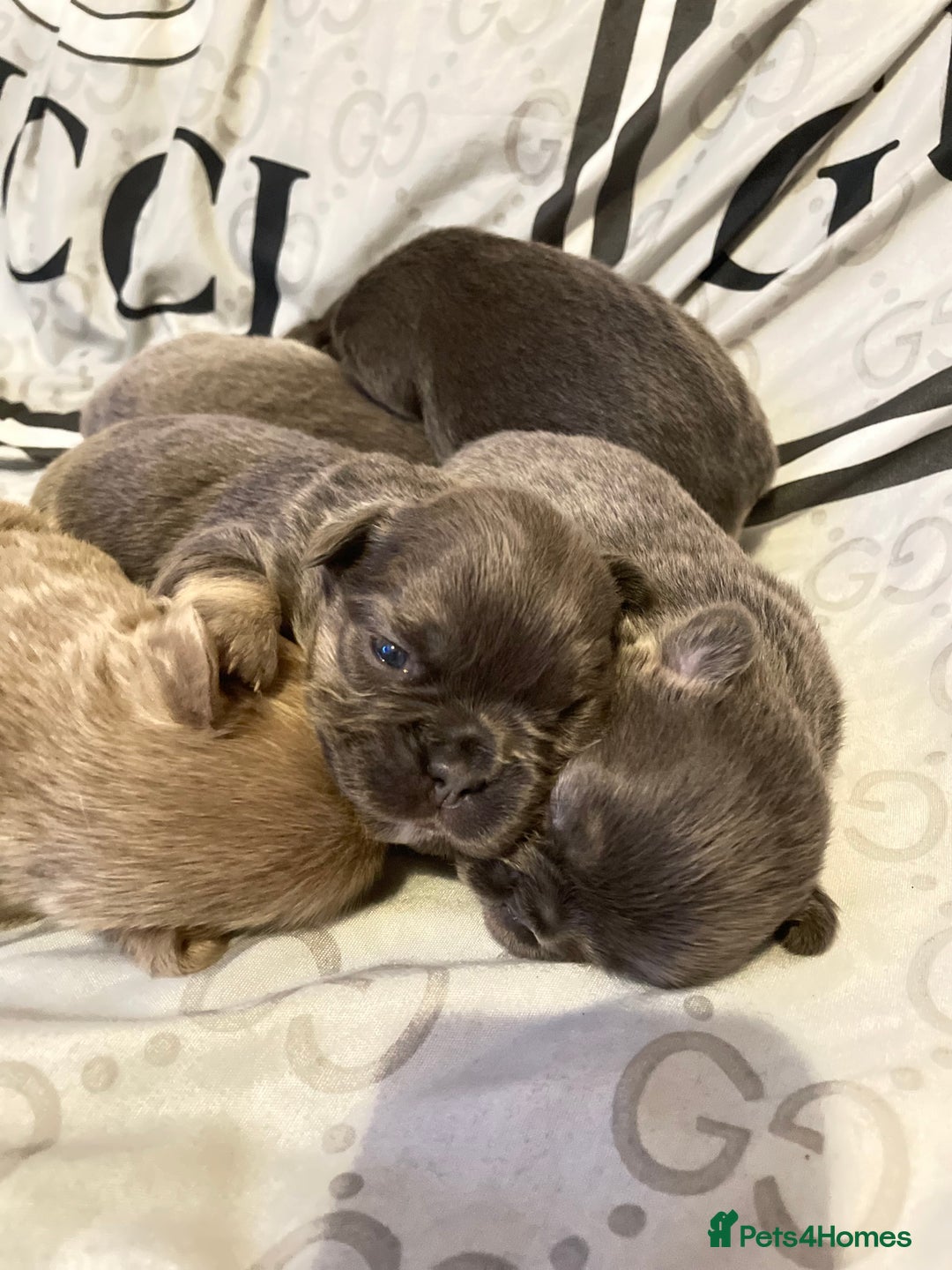 French Bulldog dogs for sale: 🩷🐶🐾6 Adorable fluffy French bulldogs 🩷🐶🐾 - Advert 15