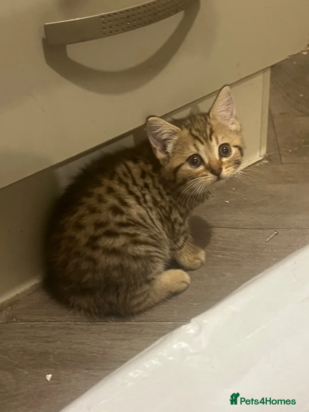 British Shorthair cats for sale: British shorthair cross kittens in Market Rasen - Advert 2