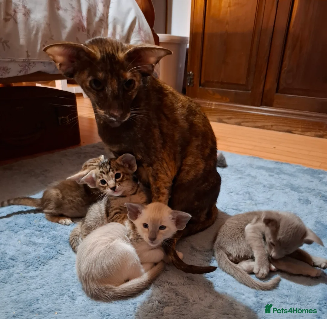 Siamese cats for sale: Blue Pointed Siamese - Advert 5