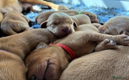Labrador Retriever dogs for sale: Fox Red Labrador Pups, Health tested parents - Image 5