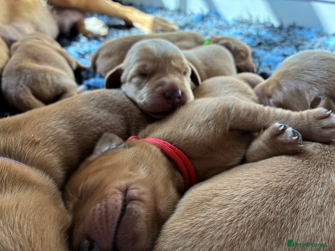 Labrador Retriever dogs for sale: Fox Red Labrador Pups, Health tested parents - Image 5