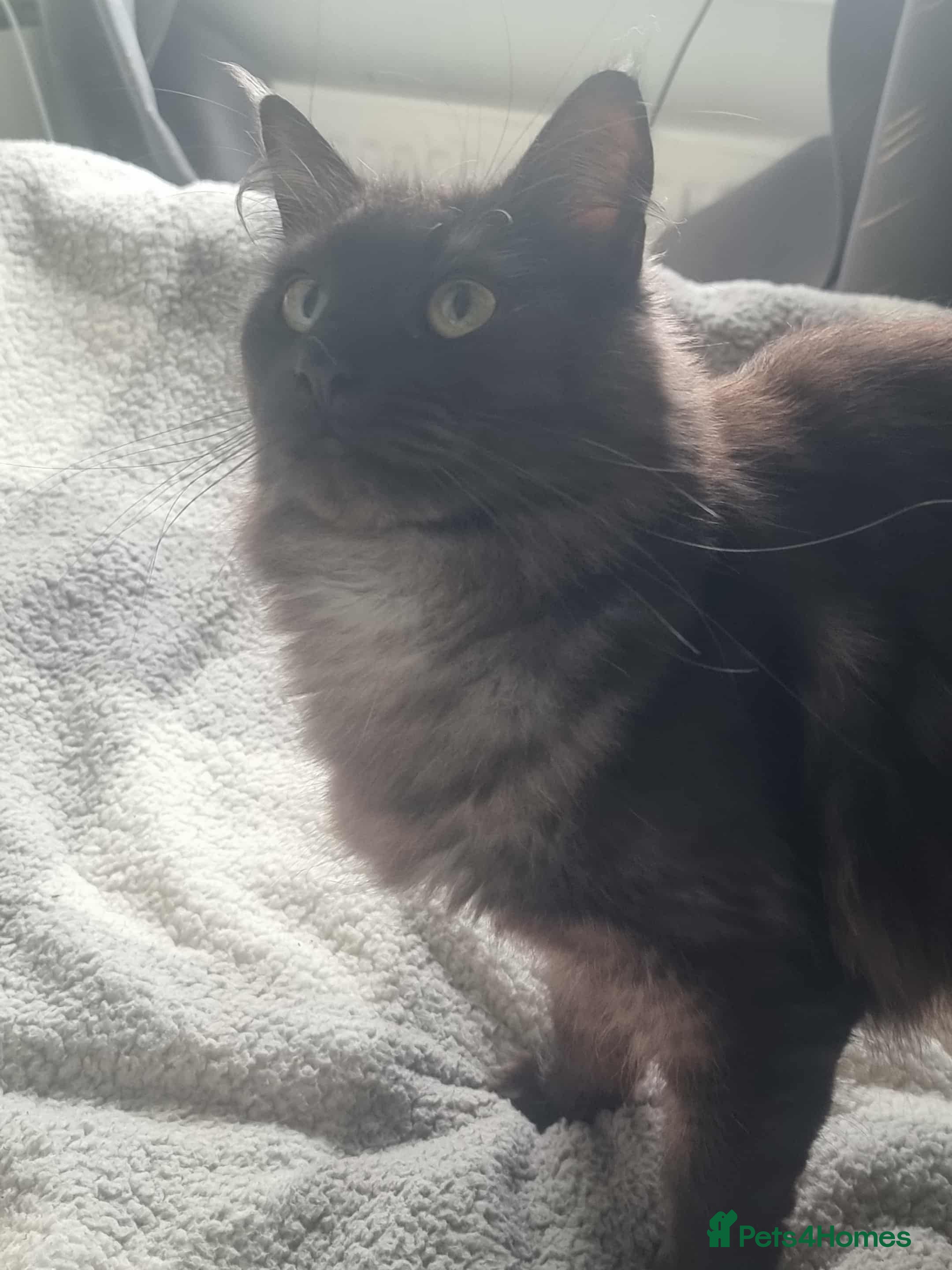 Maine Coon cats Black smoke female mainecoon for sale  - Advert 8