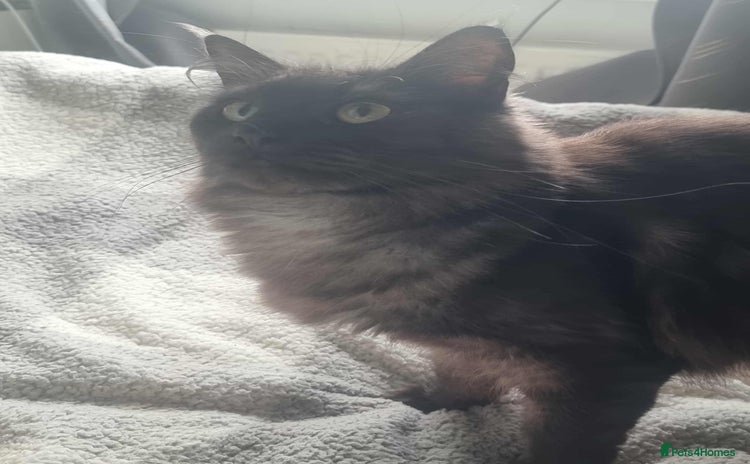 Maine Coon cats - Advert 15