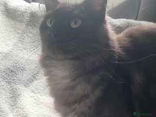 Maine Coon cats Black smoke female mainecoon for sale - Advert 12