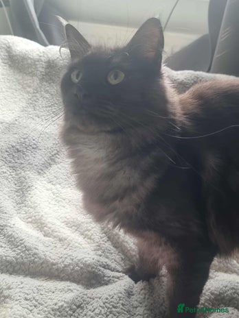 Maine Coon cats - Advert 15