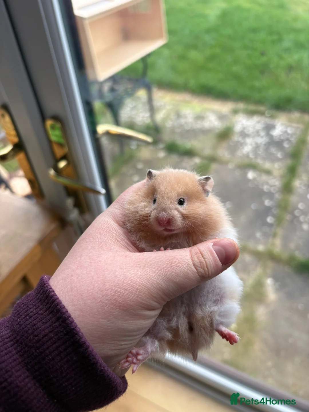 Hamster rodents for sale: Pedigree Syrian hamsters - Advert 14