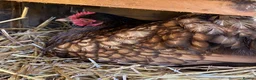 Chickens poultry for sale: Orpington Chickens For Sale in Looe - Advert 4