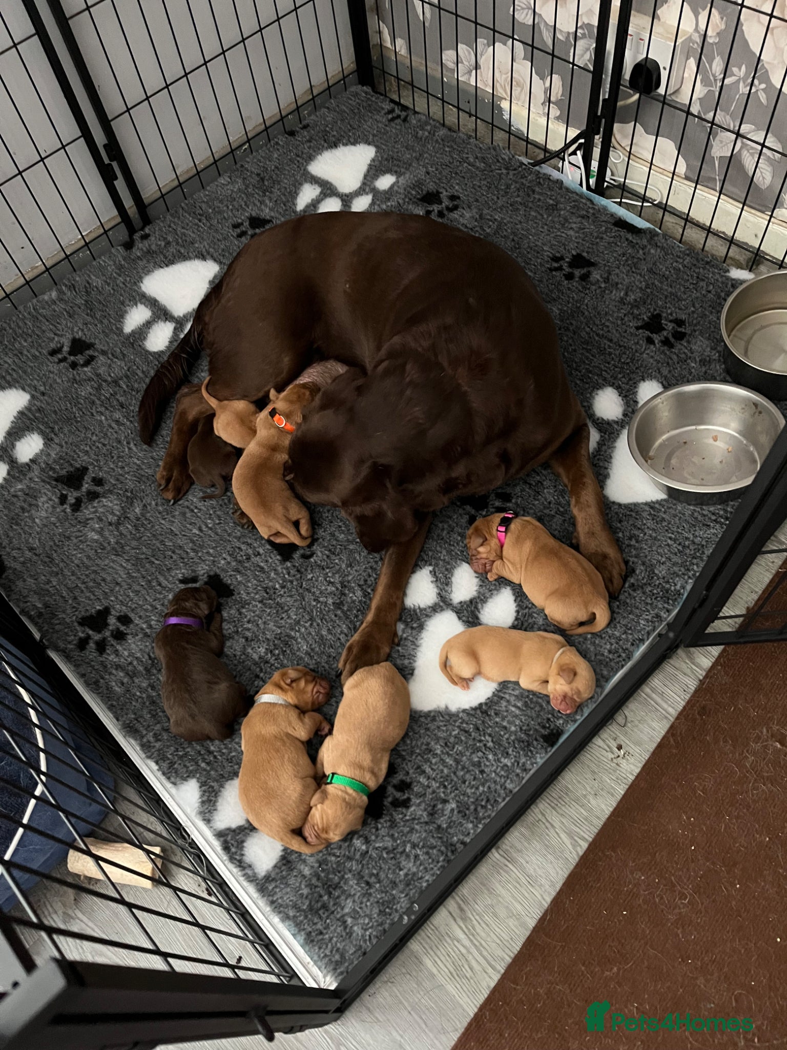 Labrador Retriever dogs Beautiful Labrador puppies - Advert 1