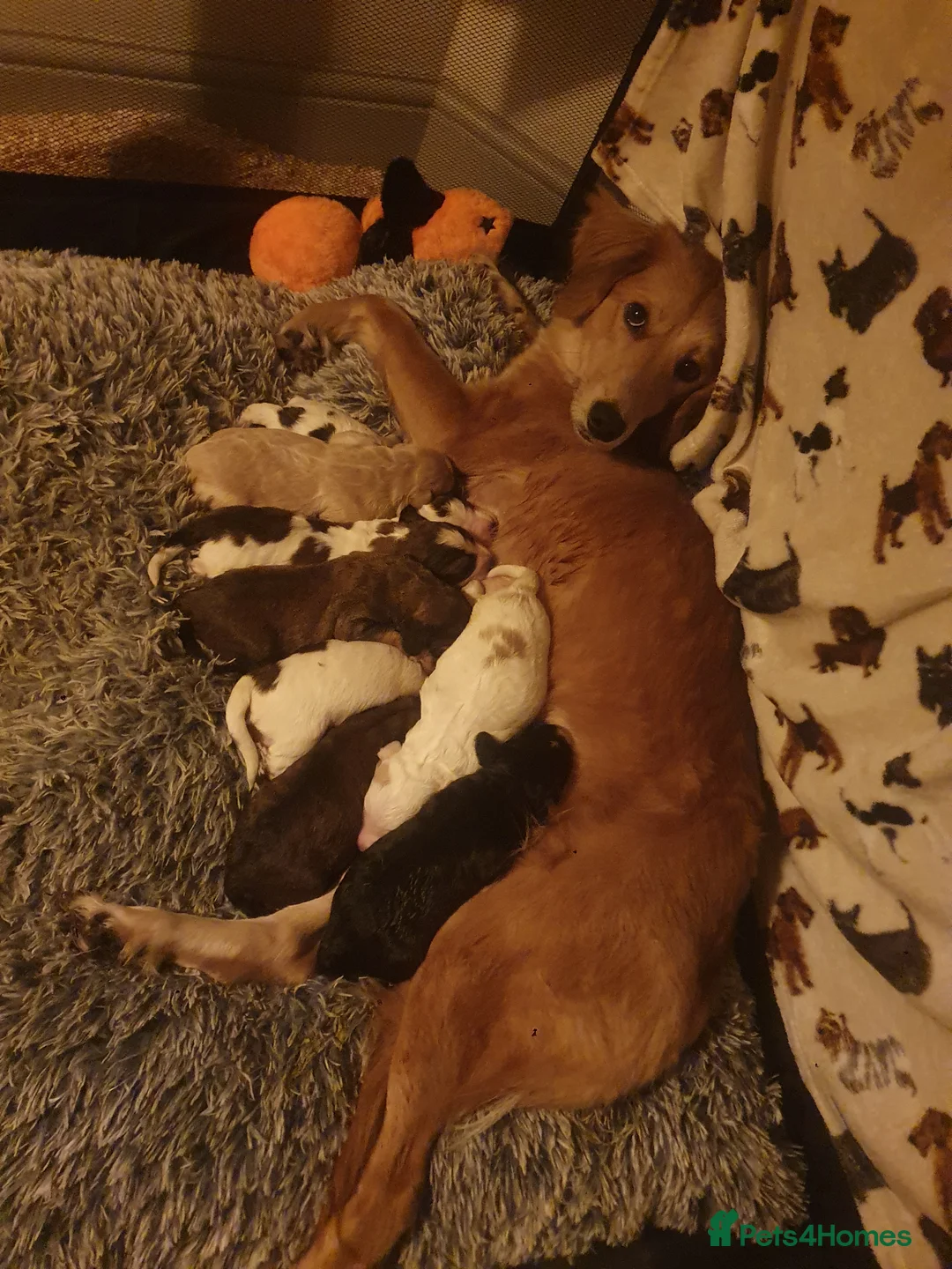 Mixed Breed dogs for sale: Gorgeous puppies for sale - Advert 12