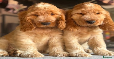 Cocker Spaniel dogs in Leicester - Advert 1
