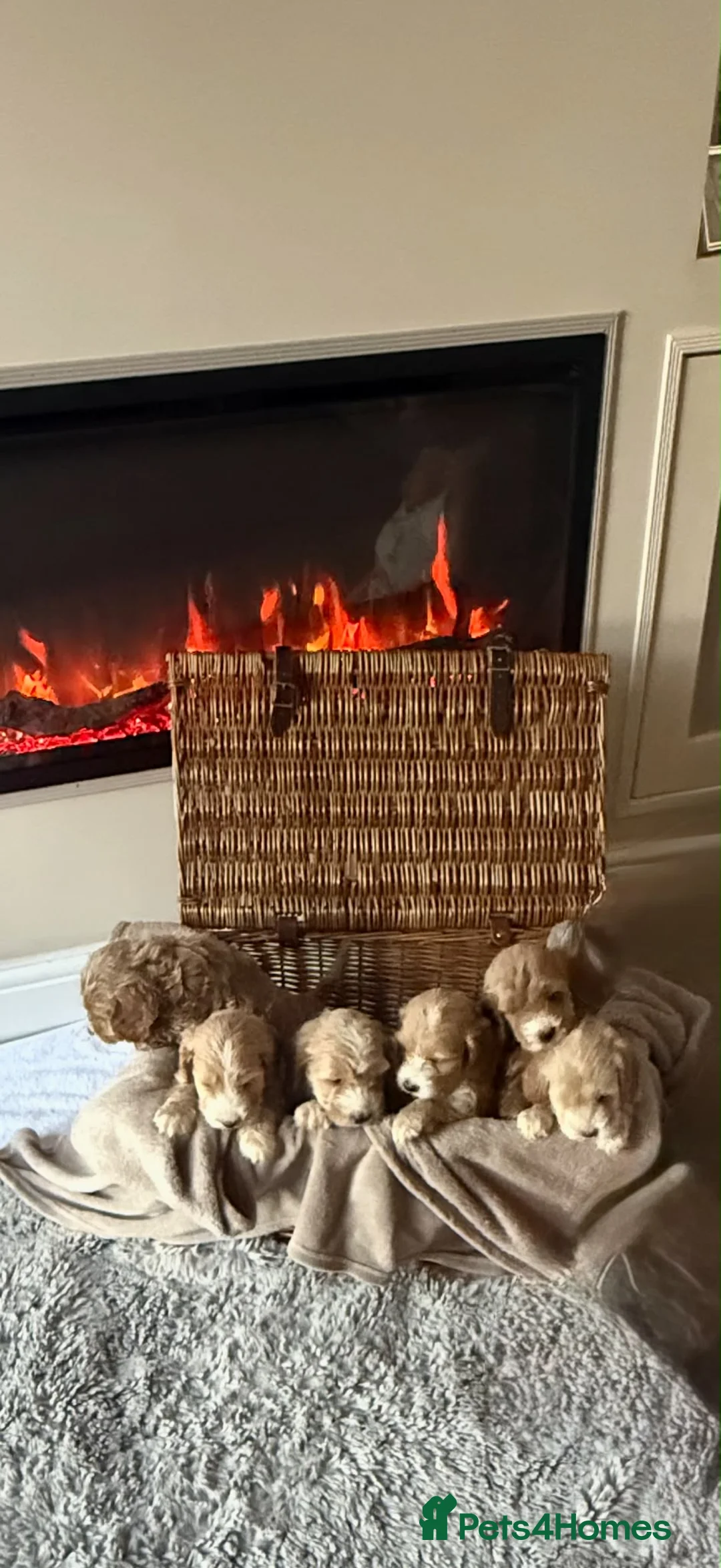 Cockapoo dogs for sale: KC Parent Show Type Miniature Cockerpoo Puppies  - Advert 2