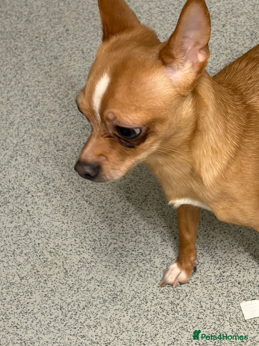 Chihuahua dogs for stud: George the chihuahua stud - Advert 5