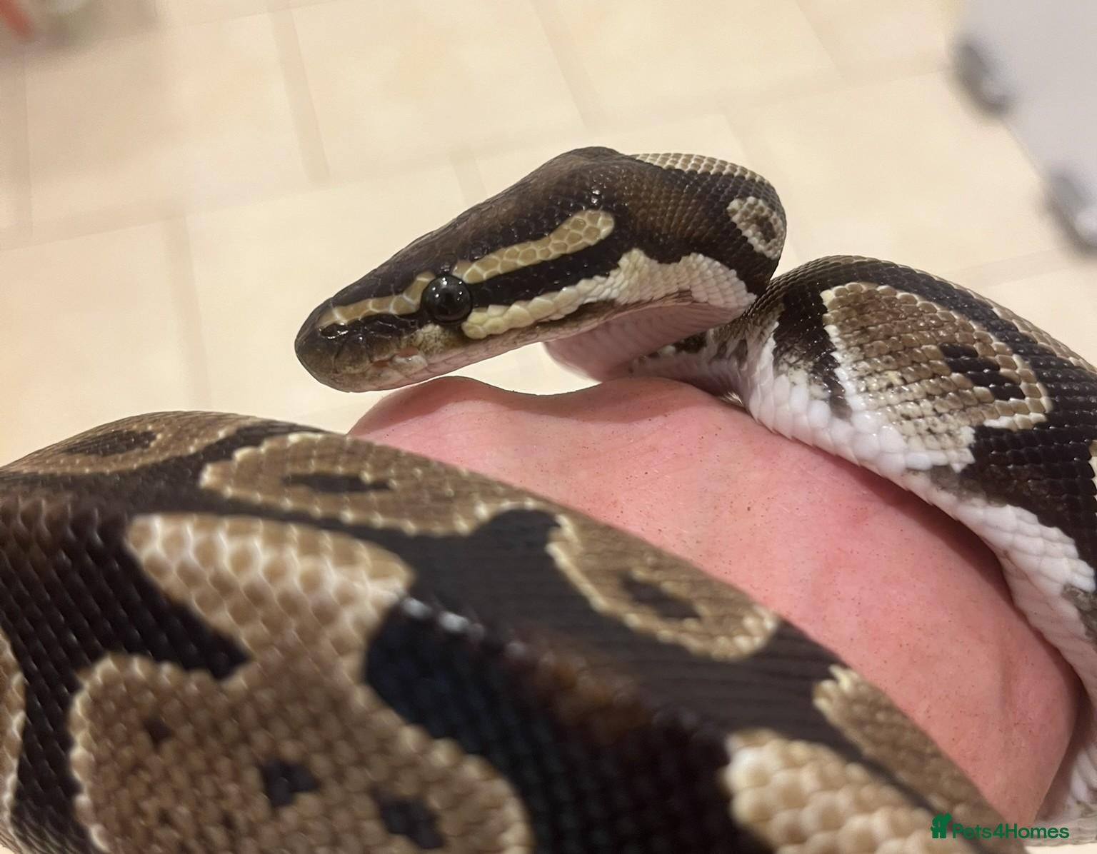 Python Snake reptiles Royal/Ball Python - with vivarium etc - Advert 2