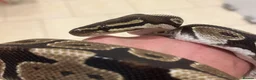 Python Snake reptiles for sale: Royal/Ball Python - with vivarium etc in Worcester - Advert 2