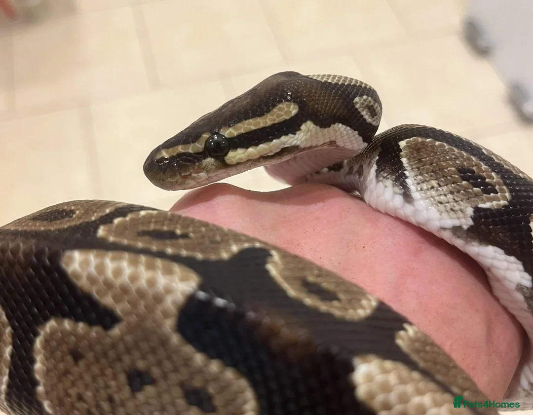 Python Snake reptiles for sale: Royal/Ball Python - with vivarium etc in Worcester - Advert 2