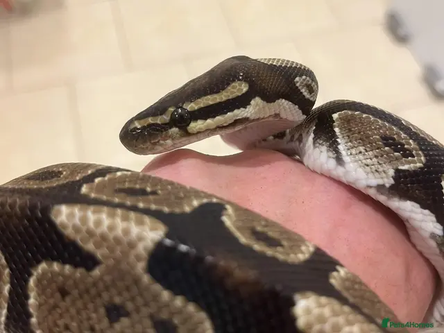 Python Snake reptiles for sale: Python (Ball/Royal) with Vivarium included - Advert 2