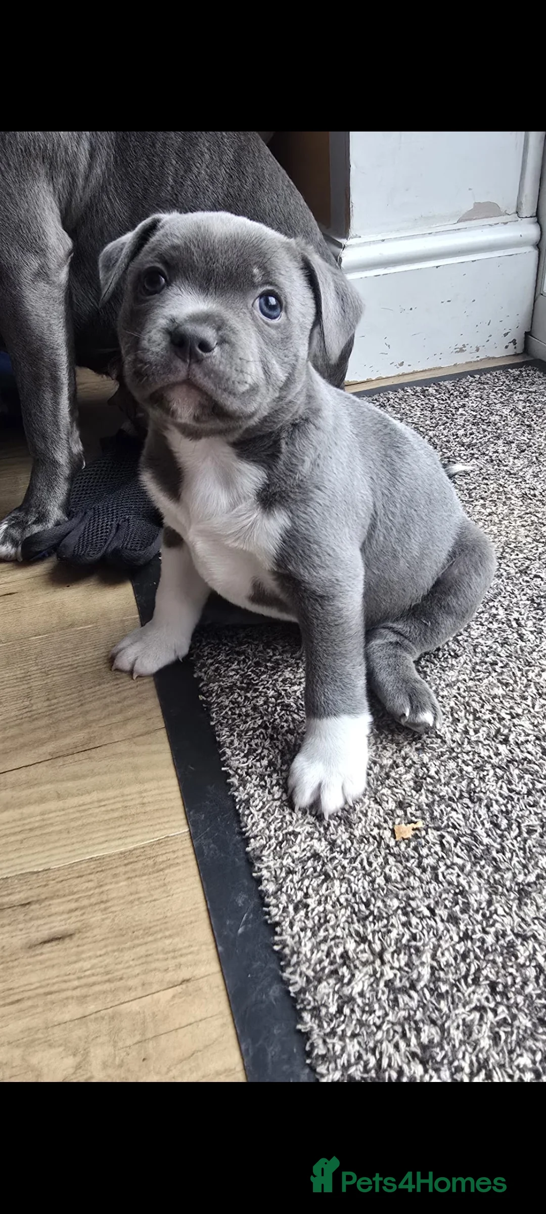 Staffordshire Bull Terrier dogs for sale: Blue boy staff puppy  - Advert 2