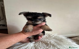 Morkie dogs for sale: Morkie teeny tiny mini pups  - Image 8