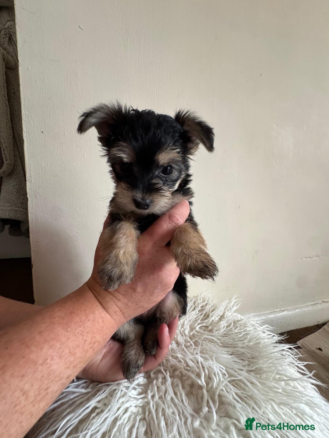 Morkie dogs for sale: Morkie teeny tiny mini pups  - Image 8