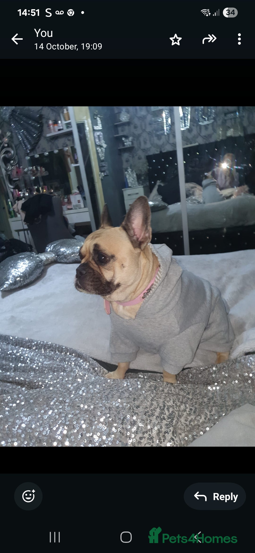 French Bulldog dogs for sale: French bulldog girl 3 years old - Image 3