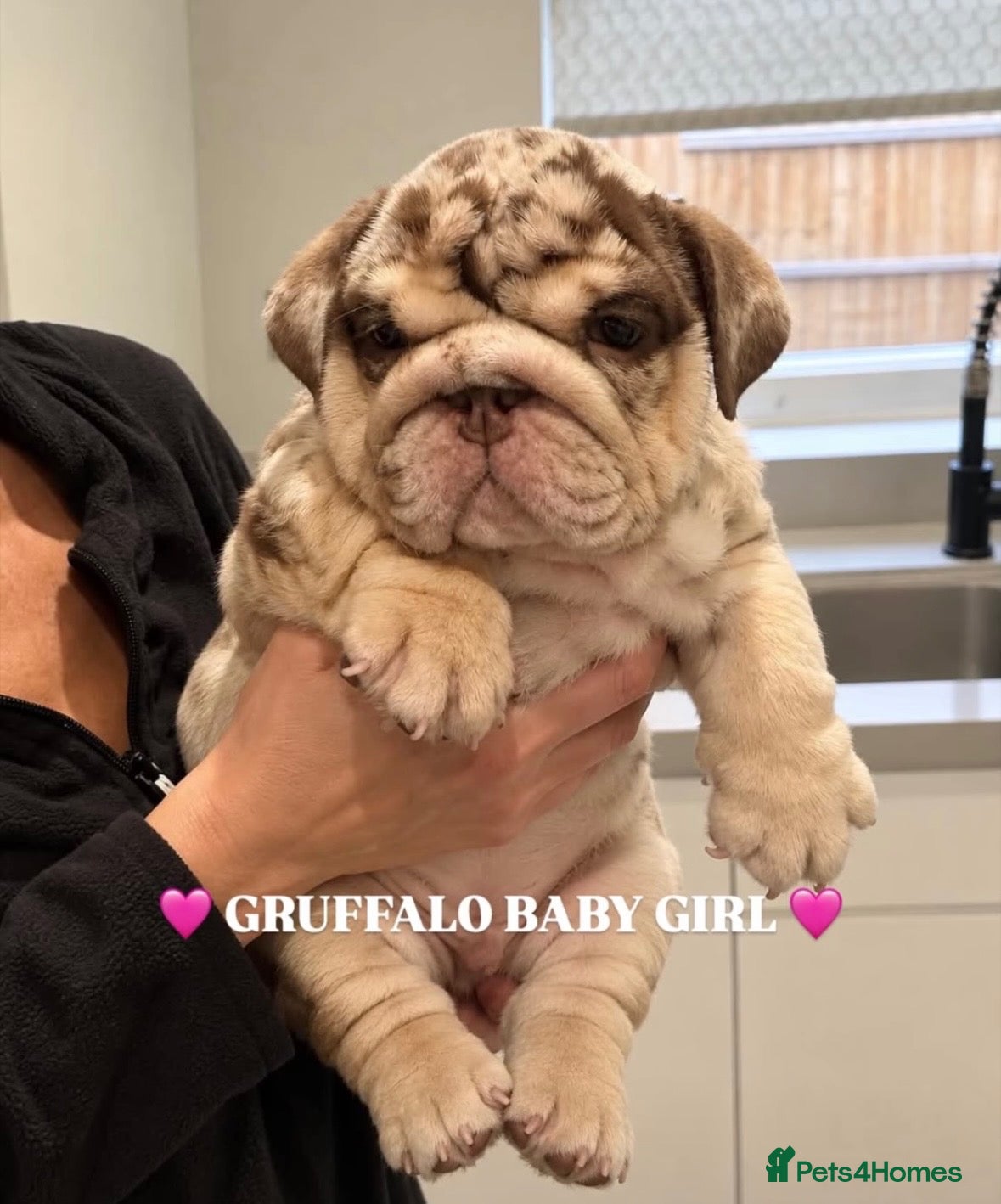 English Bulldog dogs Chocolate Merle girl outstanding bloodlines  - Advert 5