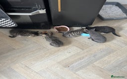 British Shorthair cats for sale: Kittens for sale  - Image 4