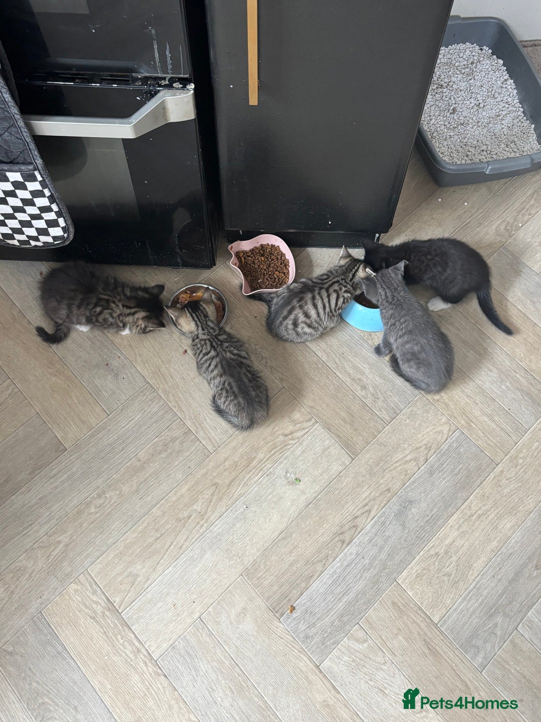 British Shorthair cats for sale: Kittens for sale  - Image 4