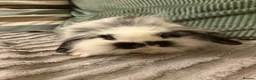 Mini Lion Lop rabbits for sale: Baby boy bunnies lion lops - Advert 4