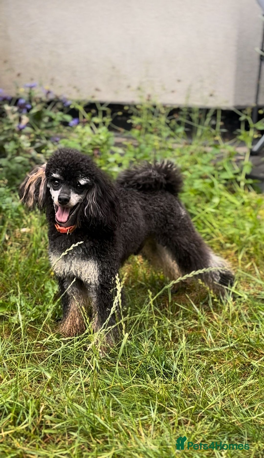 Toy Poodle dogs for stud: Kc registered, dna tested health and colour - Advert 4