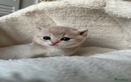 British Shorthair cats for sale: British Shorthair Golden & Bluegolden kitten GCCF - Image 21