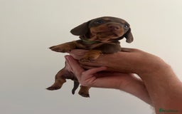 Miniature Dachshund dogs for sale: 2 beautiful miniature dachshunds  - Image 5
