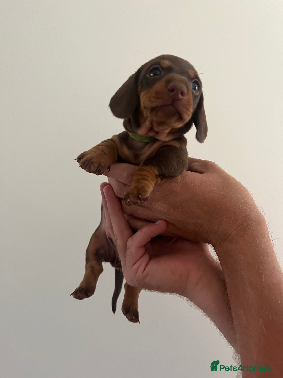 Miniature Dachshund dogs for sale: 2 beautiful miniature dachshunds  - Image 5