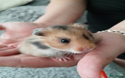Hamster rodents for sale: Baby syrian hamsters - Image 5