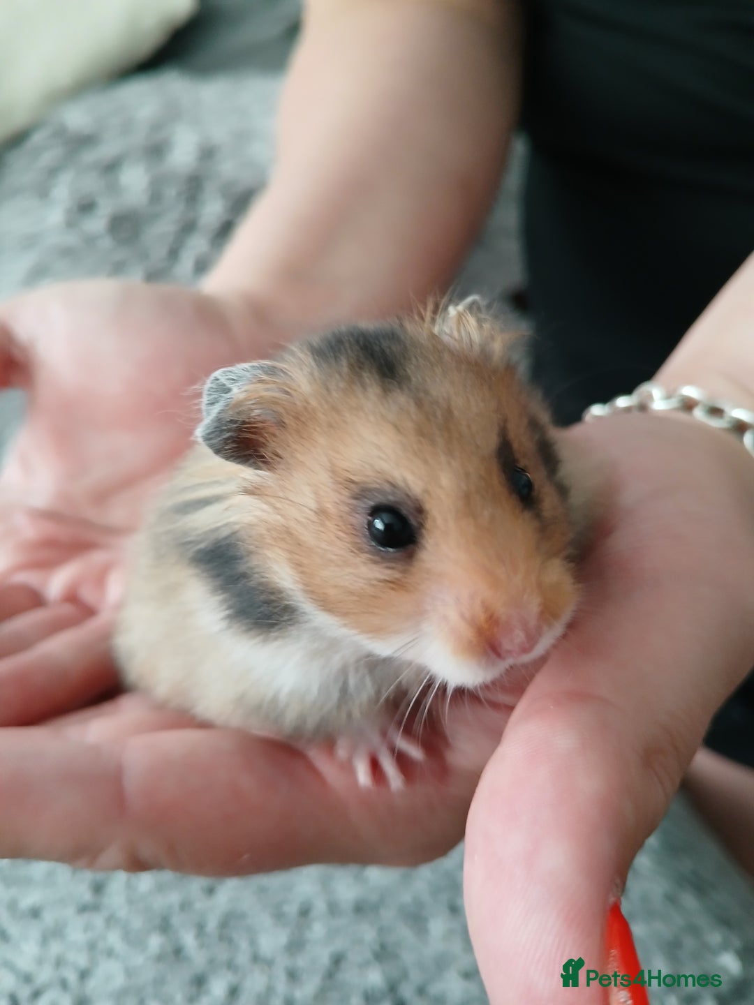 Hamster rodents for sale: Baby syrian hamsters - Image 5