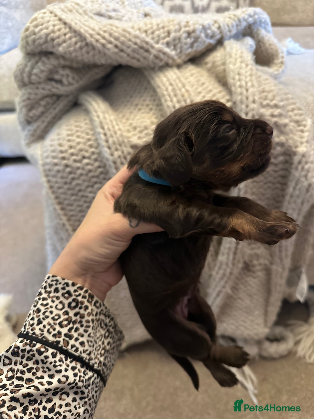 Cocker Spaniel dogs for sale: Stunning KC reg working cocker spaniel puppies  - Advert 14