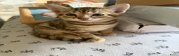 Mixed Breed cats for sale: Stunning bengal cross kittens - Advert 2