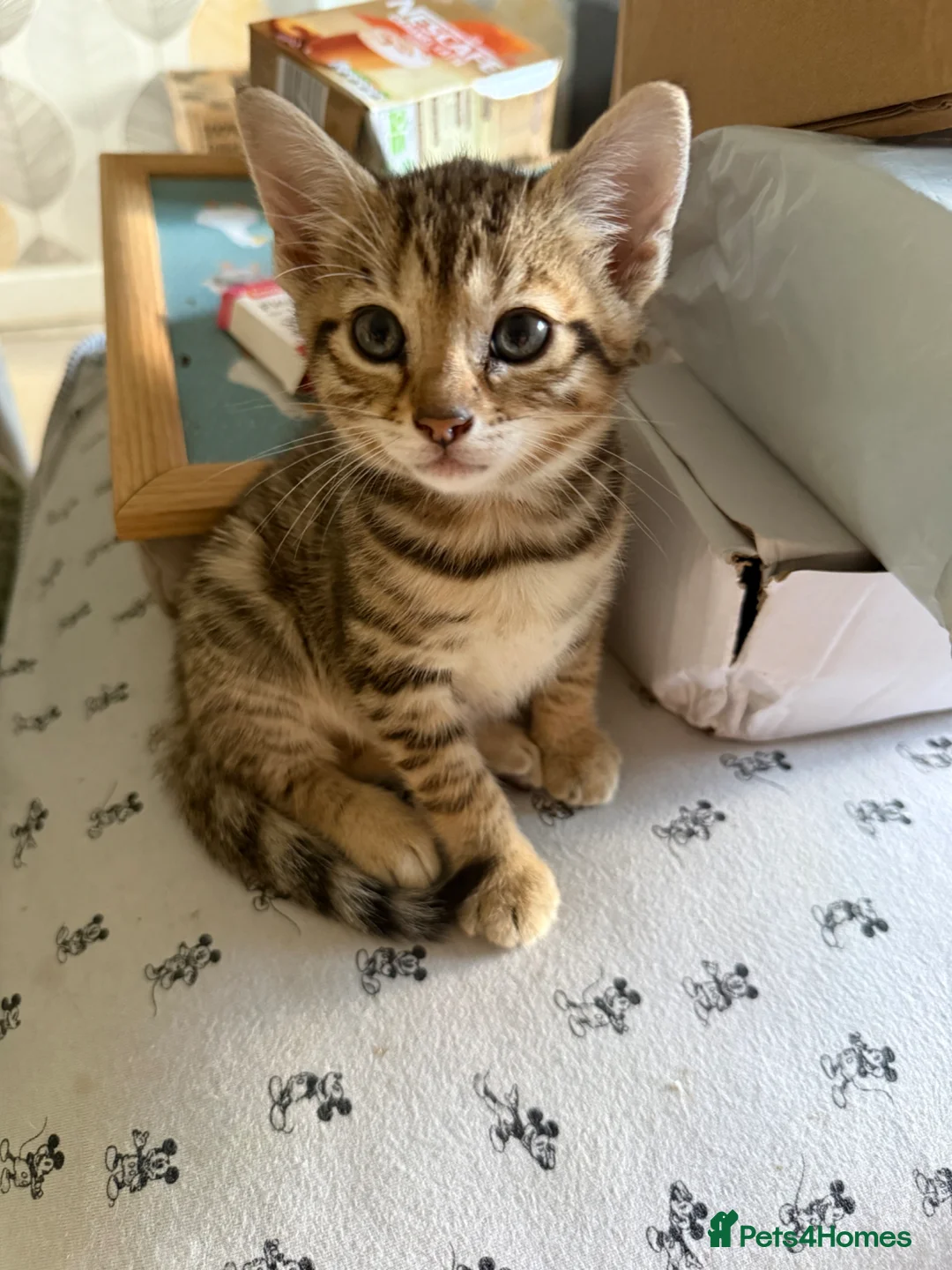 Mixed Breed cats for sale: Stunning bengal cross kittens - Advert 2