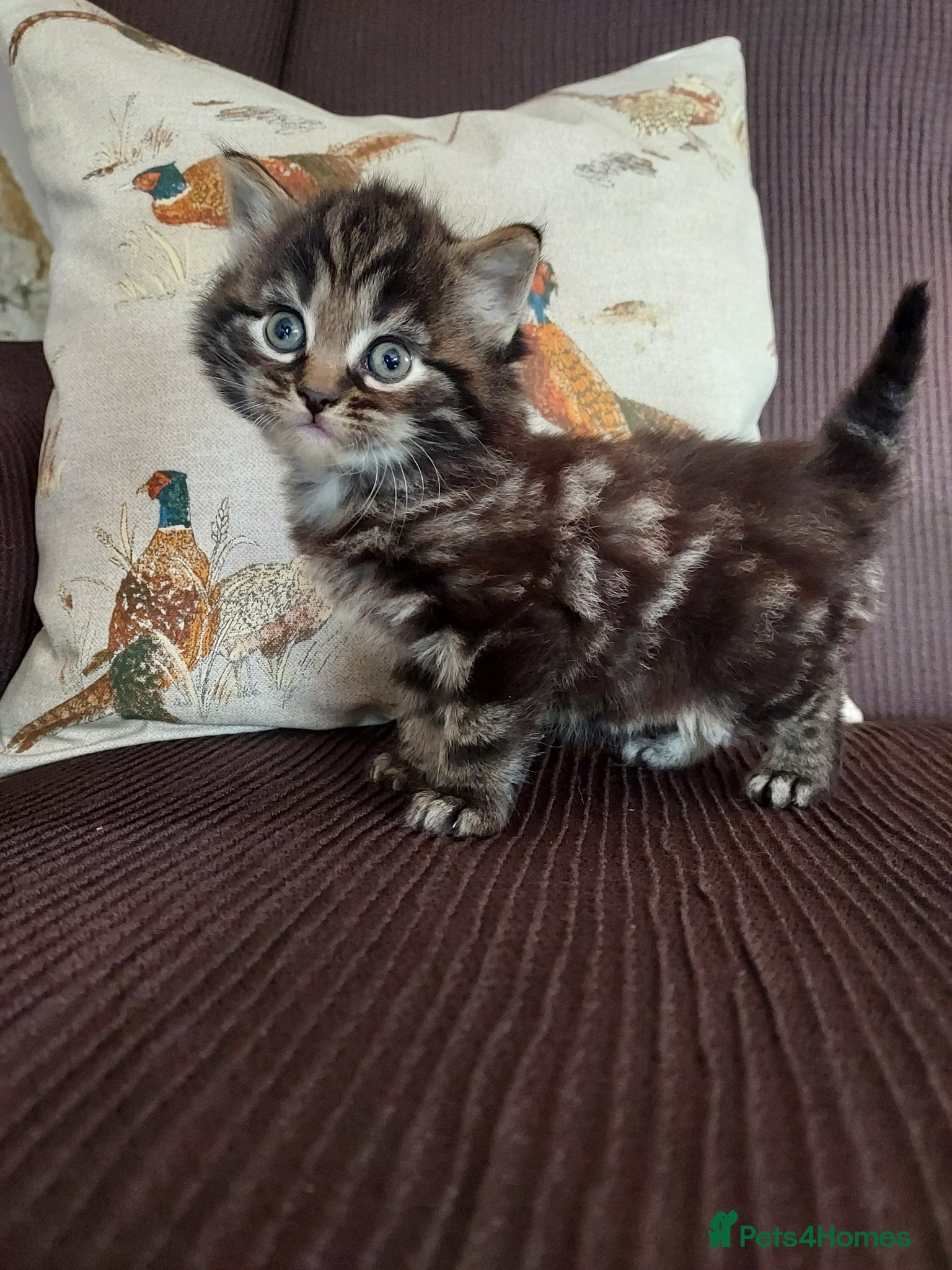 Mixed Breed cats Norwegian forest cross kittens - Advert 17