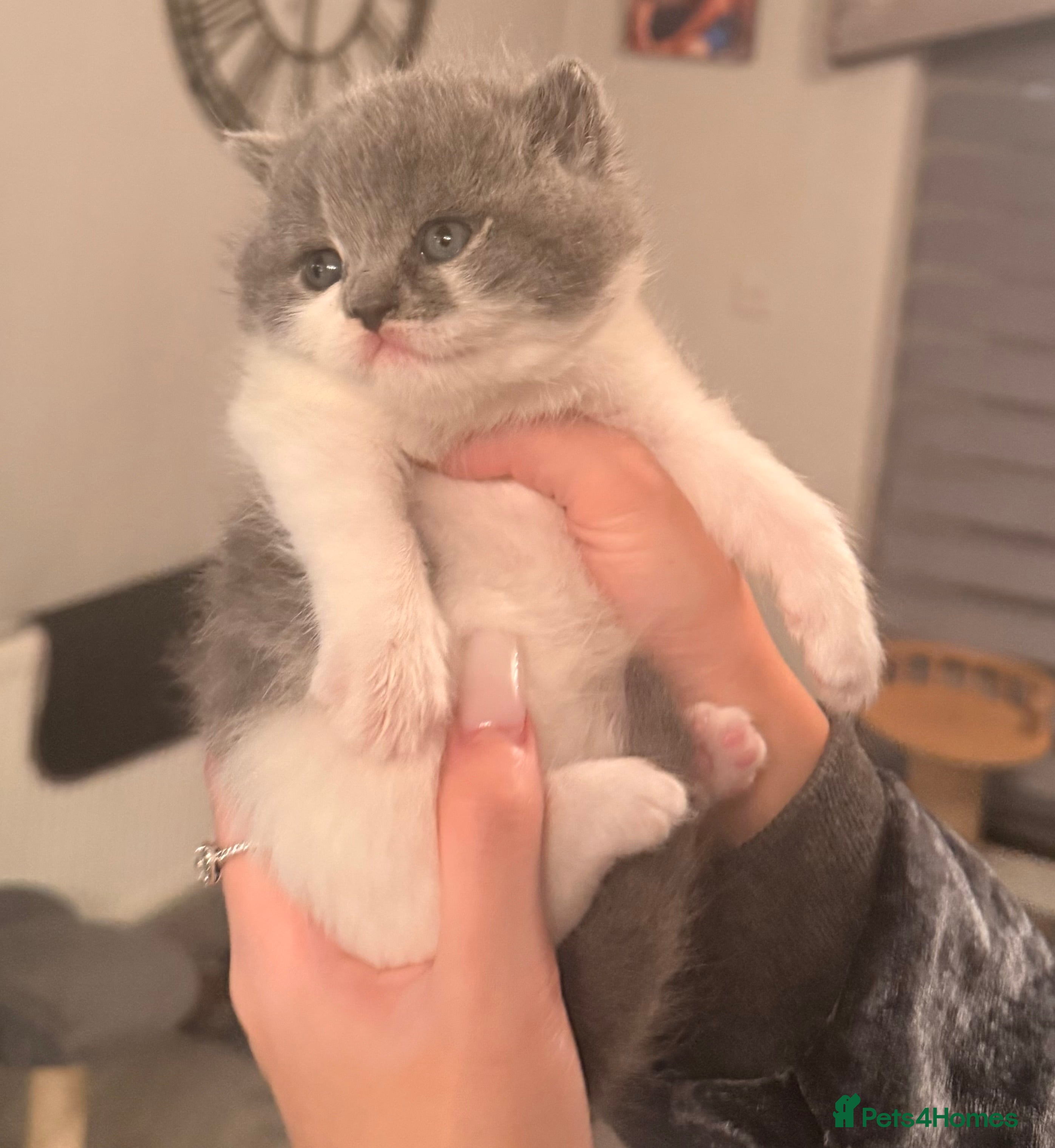 British Shorthair cats GCCF registered bi colour Male  - Advert 3