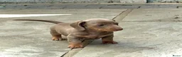Miniature Dachshund dogs for sale: Outstanding Litter of Miniature dachshund puppies  - Advert 18